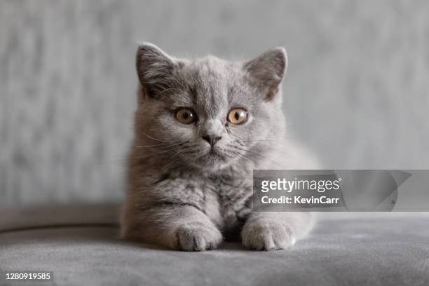 portrait of a british shorthair blue kitten lying on carpet - british shorthair cat stock pictures, royalty-free photos & images