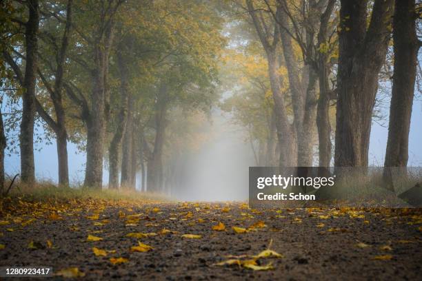 a gravel road with maples at the edge in the morning mist in autumn - växt stock-fotos und bilder