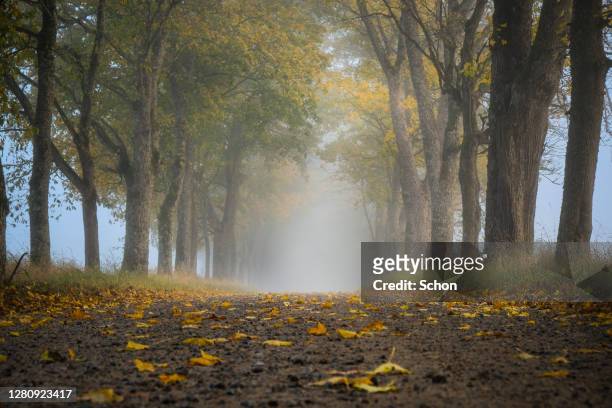 a gravel road with maples at the edge in the morning mist in autumn - grön färg 個照片及圖片檔