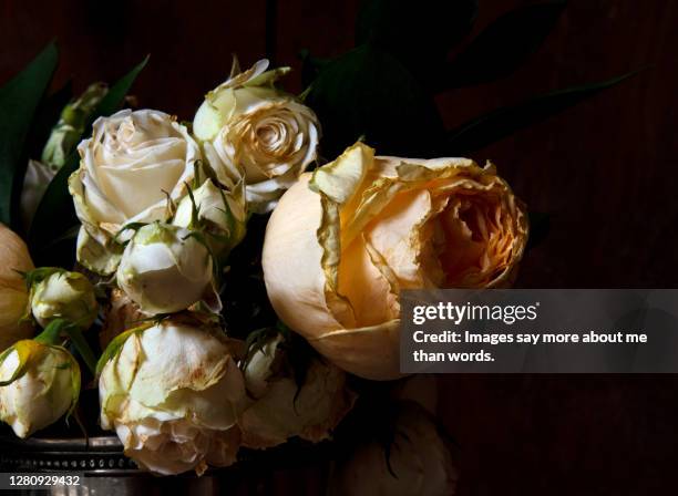 a close up of a wilted roses. still life - fiori appassiti foto e immagini stock