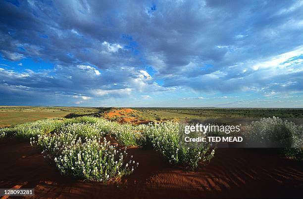 wild stock (blenodia canescens ) on dune at sunset in the simpson desert, northern territory, australia. - simpson desert imagens e fotografias de stock