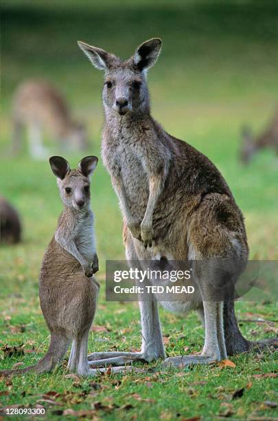 the eastern grey kangaroo (macropus giganteus) is a marsupial found in southern and eastern australia. with a population of several million. - animal pouch stockfoto's en -beelden