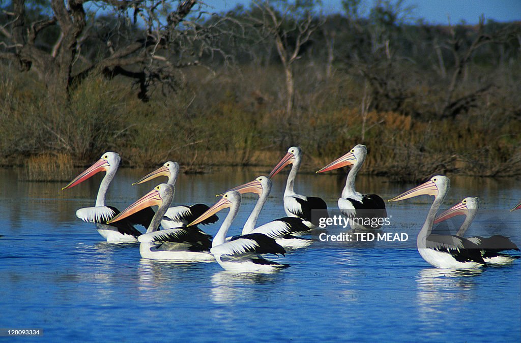 Australian Pelicans ( Pelecanus conspicillatus ) on Coongie Lakes, Coongie Lakes National Park, South Australia, Australia