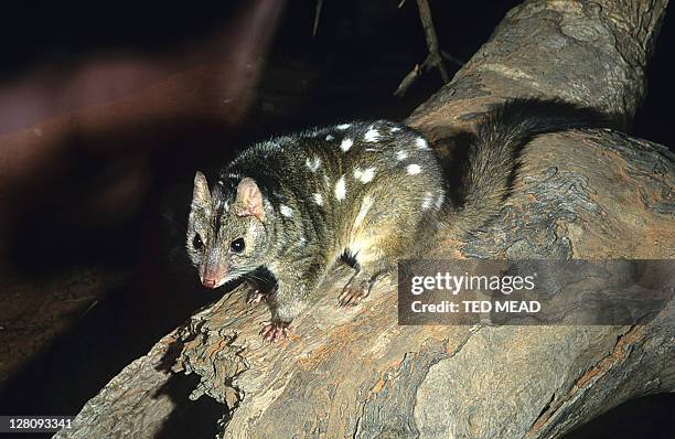 the western quoll (dasyurus geoffroii), also known as the chuditch is a vulnerable species, whose distribution is now confined to southwestern western australia, australia - spotted quoll stock pictures, royalty-free photos & images