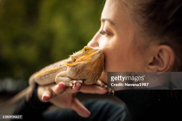 reptil kärlek - kräldjur bildbanksfoton och bilder