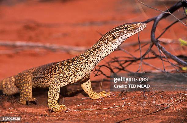 a goulds or sand goanna (varanus gouldii) in central australia. - monitor lizard stock pictures, royalty-free photos & images