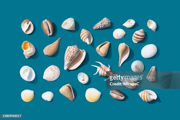 seashells flat lay collection - sea shells stock pictures, royalty-free photos & images
