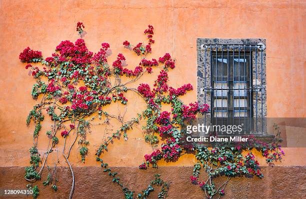architectural details, san miguel de allende, mexico - flower wall stock pictures, royalty-free photos & images