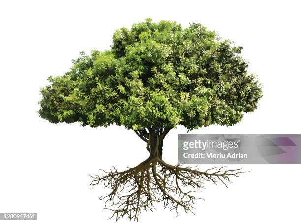 tree , bonsai with roots - albero foto e immagini stock