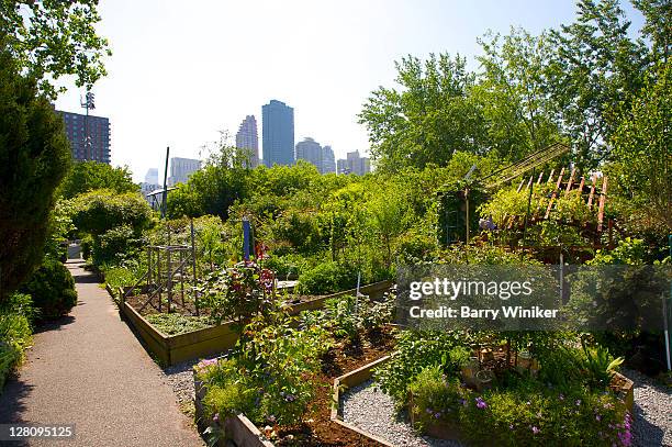 individual gardening plots in roosevelt island community garden, nyc - jardín de la comunidad fotografías e imágenes de stock