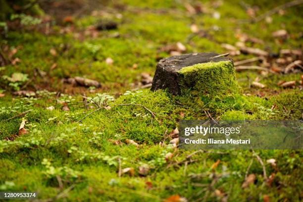 tree stump - baumstumpf stock-fotos und bilder