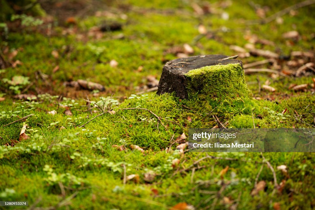 Tree stump