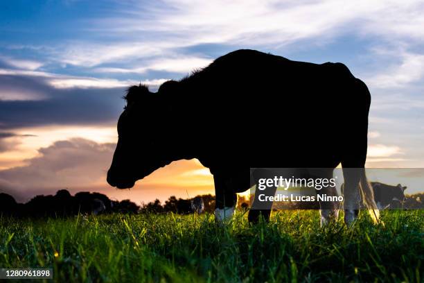 cow silhouette in the sunset - biffkor bildbanksfoton och bilder