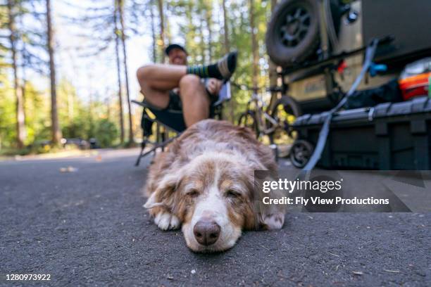 happy sleepy dog camping with family - dog camping stock pictures, royalty-free photos & images