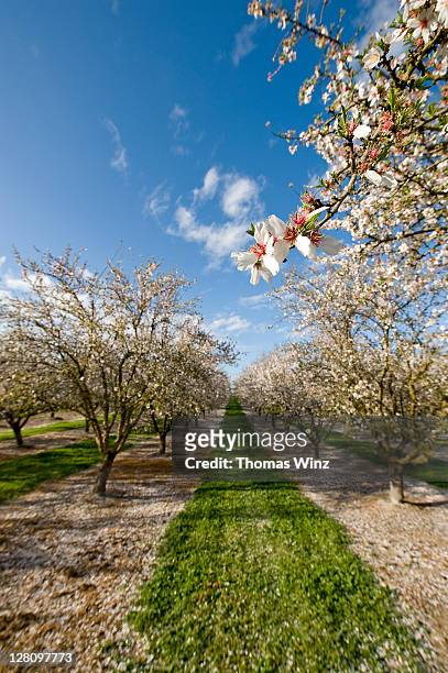 almond orchard near oakdale, ca - almond orchard ストックフォトと画像