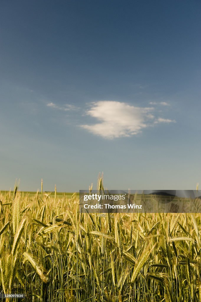 Agriculture field, Baden Wuerttemberg, Germany