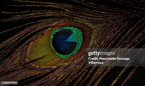 180 Peacock Feather Black Background Photos and Premium High Res Pictures - Getty Images 180 Peacock Feather Black Background Photos and Premium High Res Pictures - Getty Images