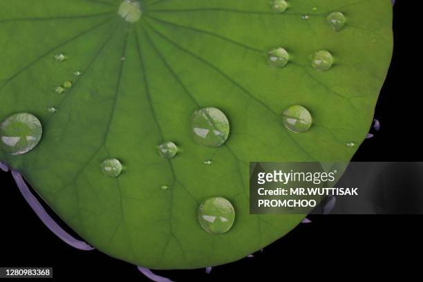 water droplets on lotus leaves - lotus leaf photos et images de collection