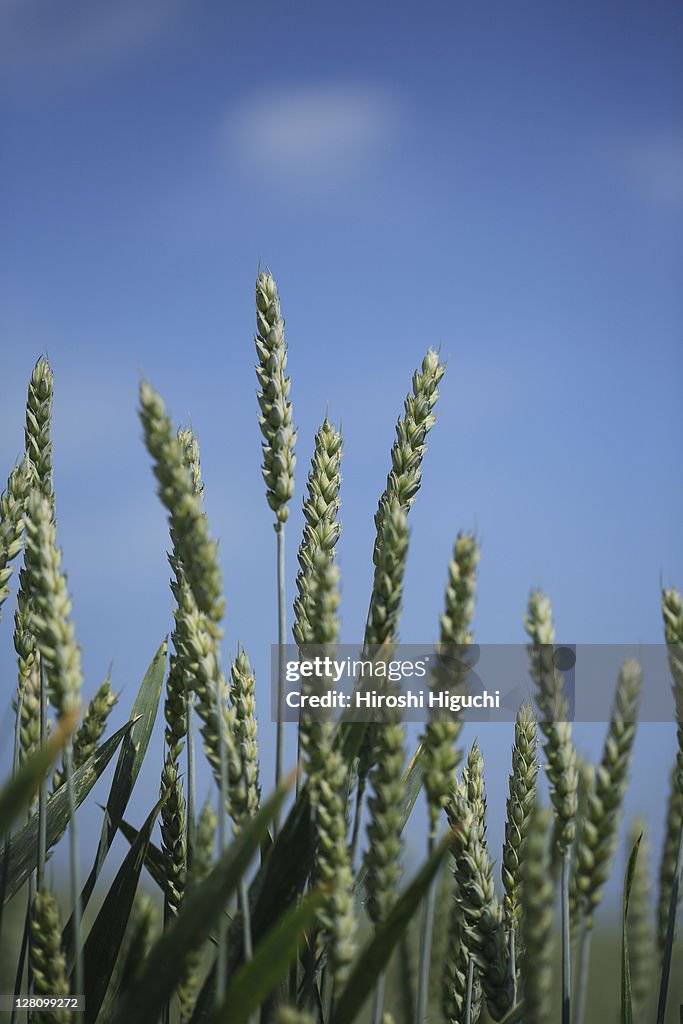 Close up of wheat crop,Switzerland,