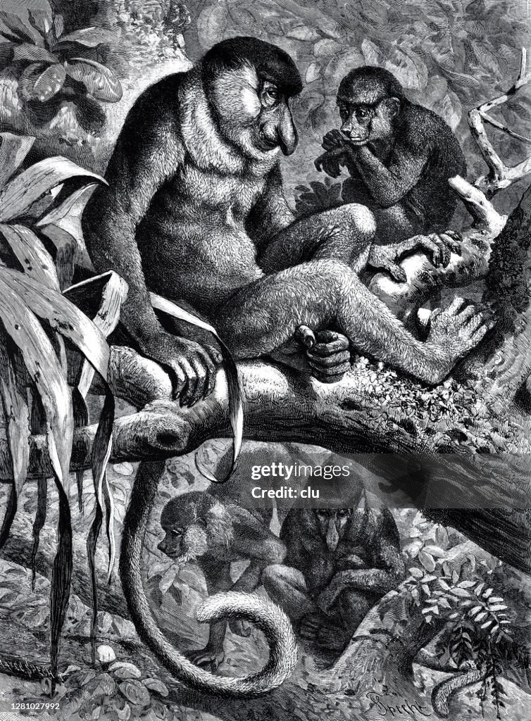 Proboscis monkeys sitting on a tree