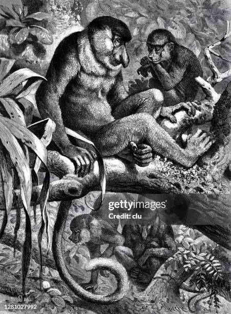 proboscis monkeys sitting on a tree - proboscis monkey stock illustrations