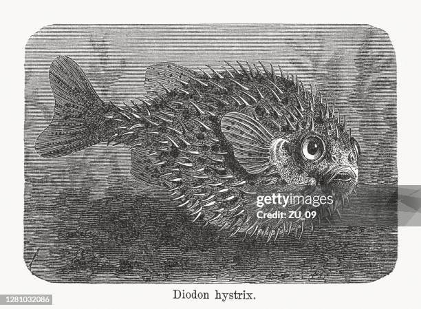 spot-fin porcupinefish (diodon hystrix), wood engraving, published in 1893 - puffer fish stock illustrations