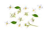 Set of beautiful jasmine flowers and branchs isolated on white background closeup. Top view. Copy space