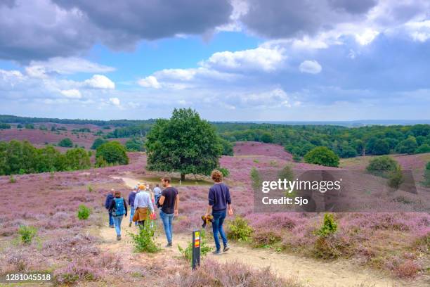 wanderer, die über die wanderwege durch die blühenden heidehügel an der posbank im nationalpark veluwezoom wandern - veluwe stock-fotos und bilder