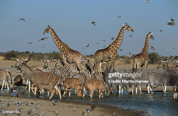 kudus with zebras and giraffes at waterhole. etosha national park. namibia. similar to 1232889 and 0208305 - etosha nationaal park stockfoto's en -beelden