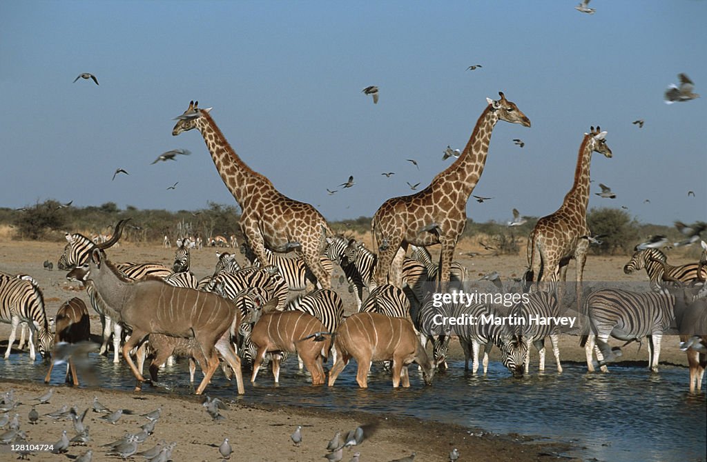 Kudus with zebras and giraffes at waterhole. Etosha National Park. Namibia. Similar to 1232889 and 0208305