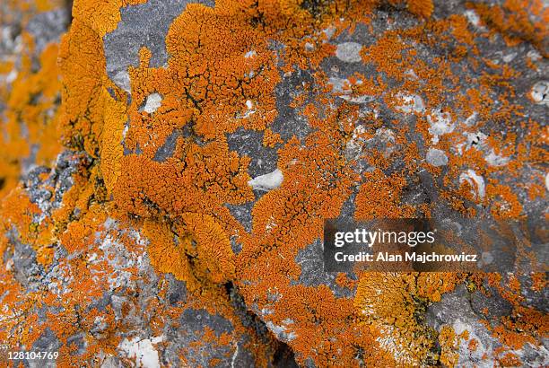 xanthoria elegans lichen growing on limestone. banff national park. alberta, canada - caenorhabditis elegans stock pictures, royalty-free photos & images