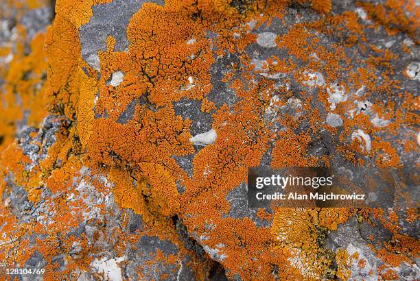 xanthoria elegans lichen growing on limestone. banff national park. alberta, canada - nematode worm bildbanksfoton och bilder