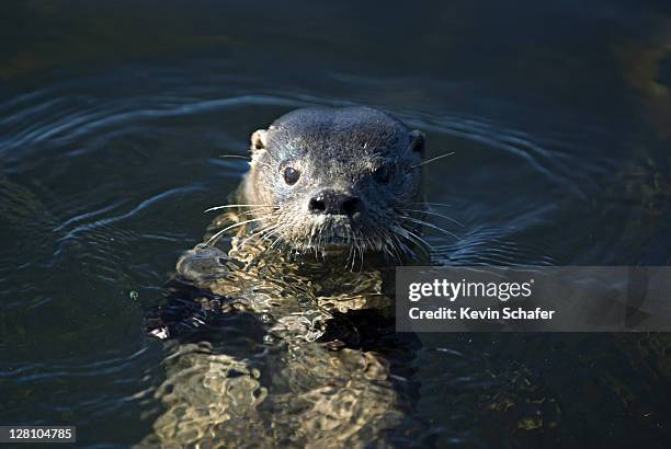 Lontra Felina Photos and Premium High Res Pictures Getty Images