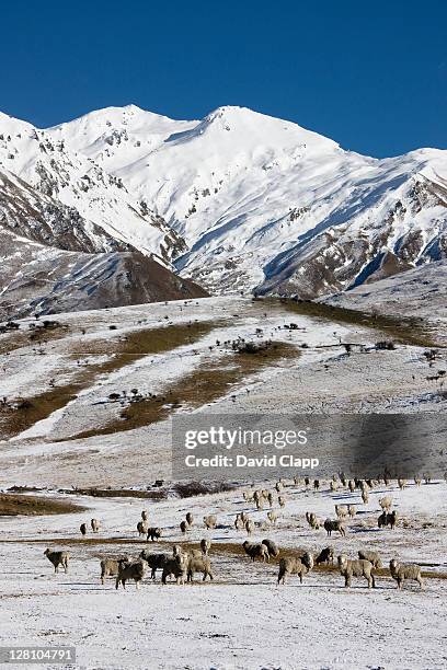 sheep (ovis aries) grazing open pastures in crown mountain range near queenstown, south island, new zealand - merino sheep stock pictures, royalty-free photos & images