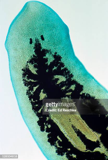 flatworm, dugesia, a planarian. phylum platyhelminthes. shows eyespots, digestive tract and pharynx. - two headed planaria stock pictures, royalty-free photos & images