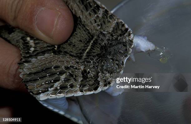 snake handler milking puff adder to extract venom. south africa. - bitis arietans stock pictures, royalty-free photos & images