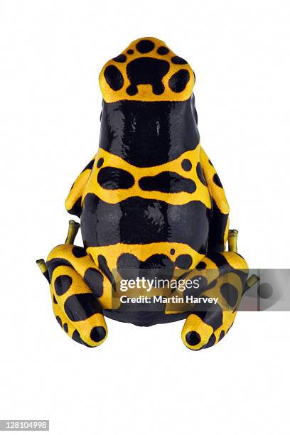 yellow banded dart frog. (dendrobates leucomelas). in studio. special skin secretion serves as a highly potent nerve toxin. distribution: venezuela, south america, and in central america. - frog silhouette stock pictures, royalty-free photos & images