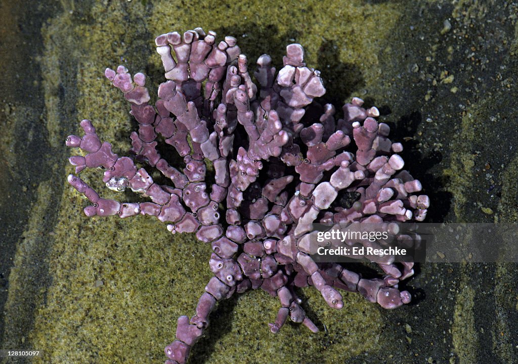 Articulated Coralline Algae, Calliathron cheiloporo. This is a red algae. Has calcium carbonate in the cell walls, giving them a pink color and stony texture. Oregon coast. USA