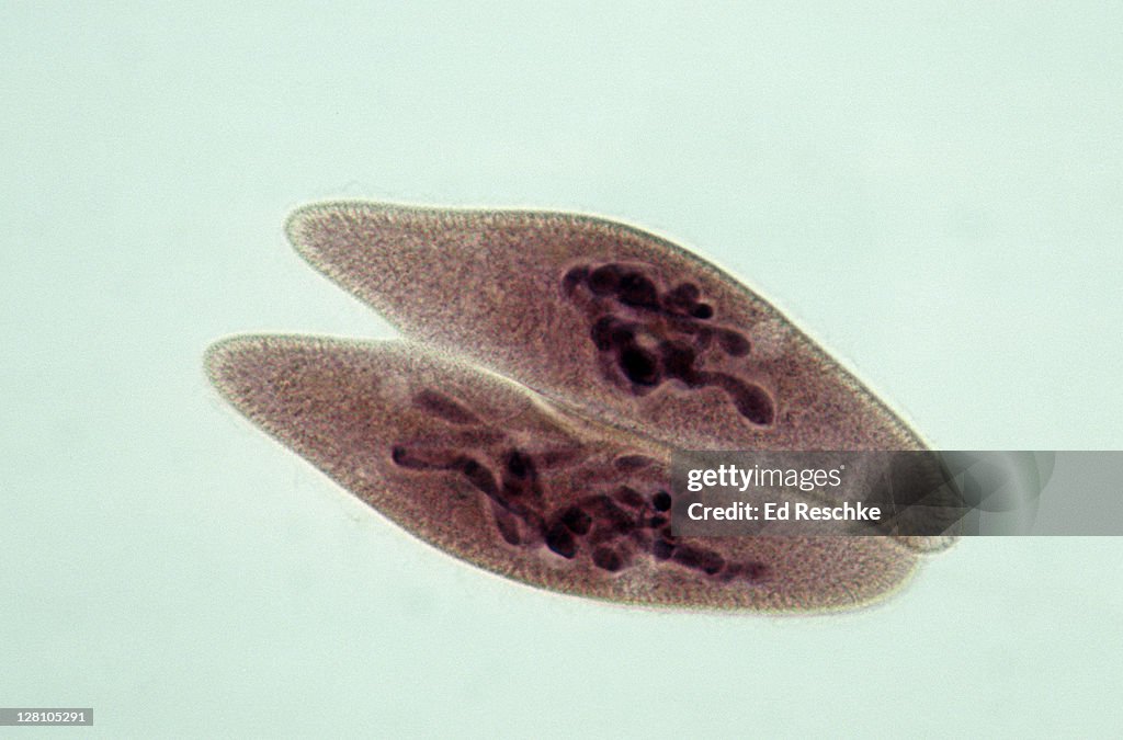 Paramecium. Conjugation, Sexual Reproduction, 100X at 35mm. Paramecium multimicronucleatum.