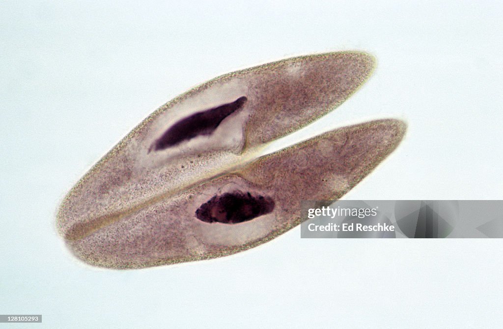 Paramecium. Conjugation, Sexual Reproduction, 100X at 35mm. Paramecium multimicronucleatum. Nuclear material (DNA) is exchanged between the two cells.