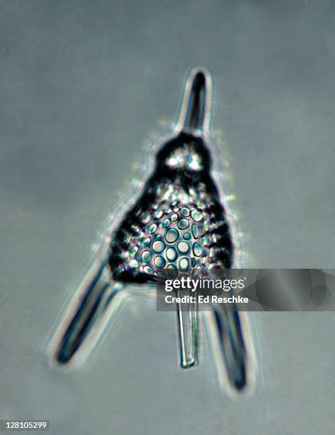 radiolarian. a shelled protozoan, 100x at 35mm. sarcodine protozoan. - sarcodine stock pictures, royalty-free photos & images