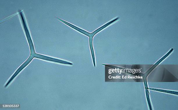 sponge spicules, grantia, 100x at 35mm. the spicules from a supporting, structural framework in the sponge. phylum porifera. - spicule stock pictures, royalty-free photos & images