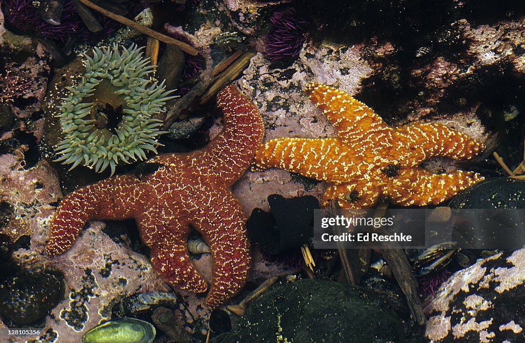 Tidepool, Sea Stars, Sea Anemone, and Sea Urchins. Ochre or Common Sea Star (Pisaster ochraceus), Giant Green Anemone (Anthopleura xanthogrammica), Purple Sea Urchins (Strongylocentrotus purpuratus) Rocky Shores. Olympic NP, Washington