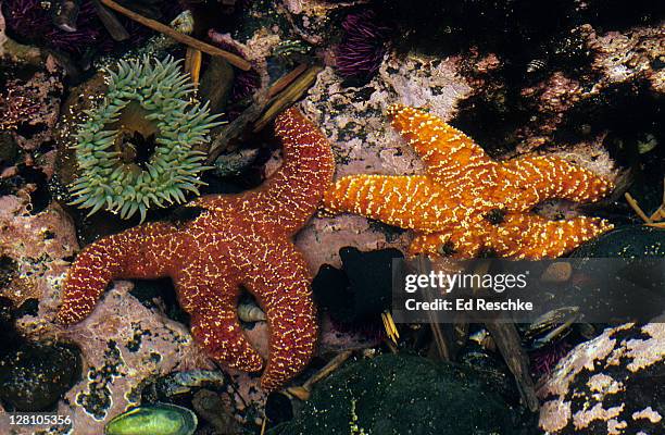 tidepool, sea stars, sea anemone, and sea urchins. ochre or common sea star (pisaster ochraceus), giant green anemone (anthopleura xanthogrammica), purple sea urchins (strongylocentrotus purpuratus) rocky shores. olympic np, washington - giant purple anemone stock pictures, royalty-free photos & images