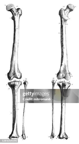 old engraved illustration of the human skeleton, human bones - human skeleton drawing stock pictures, royalty-free photos & images