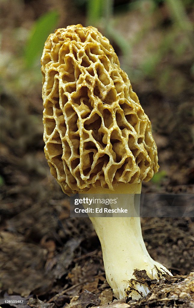 Yellow Morel (Morchella esculenta). Edible. Yellow morels produce fruiting bodies on the ground in woods in the spring. Michigan. USA