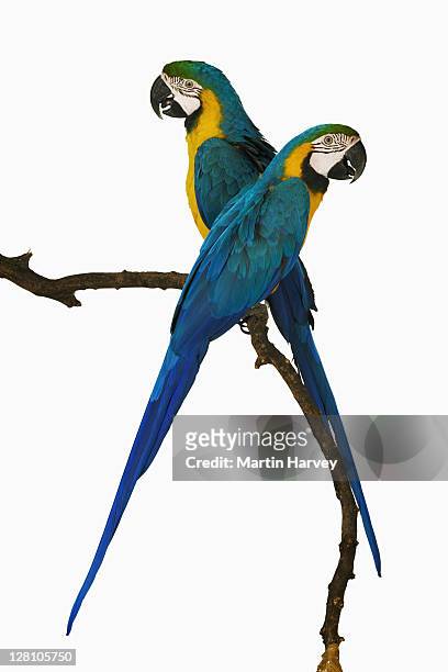 blue and yellow/gold macaws. (ara ararauna). in studio. status: vulnerable. distribution: the natural habitat runs from eastern panama in central america south across northern south america, extending to bolivia, brazil and paraguay - guacamayo fotografías e imágenes de stock