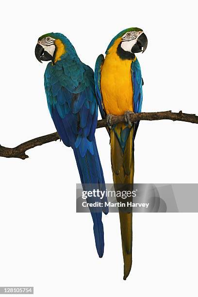blue and yellow/gold macaws. (ara ararauna). in studio. status: vulnerable. distribution: the natural habitat runs from eastern panama in central america south across northern south america, extending to bolivia, brazil and paraguay - tropenvogel stock-fotos und bilder
