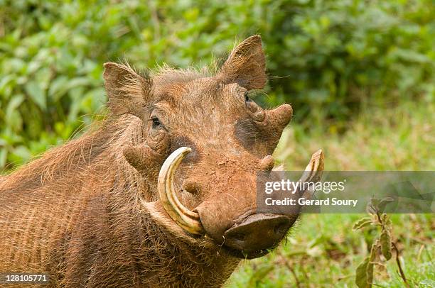 warthog (phacochoerus africanus) portrait, aberdare national park, kenya - wild hog stock pictures, royalty-free photos & images