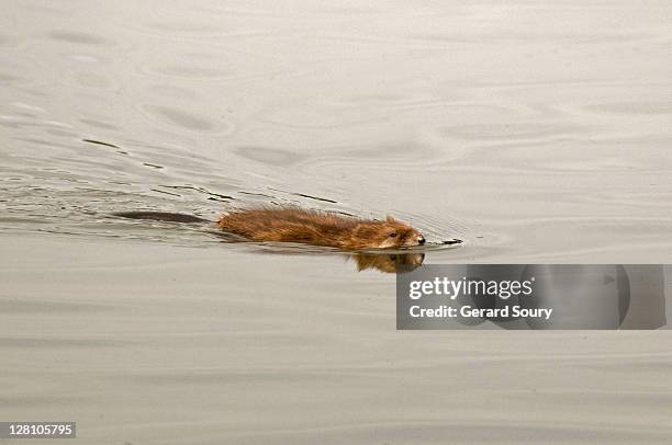 muskrat (ondatra zibethicus) swimming, muridae, baie de somme, france - muskrat stock-fotos und bilder